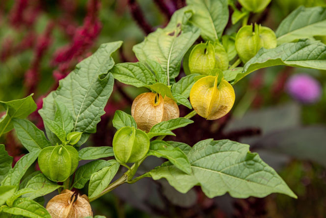 Nikandra peruwiańska