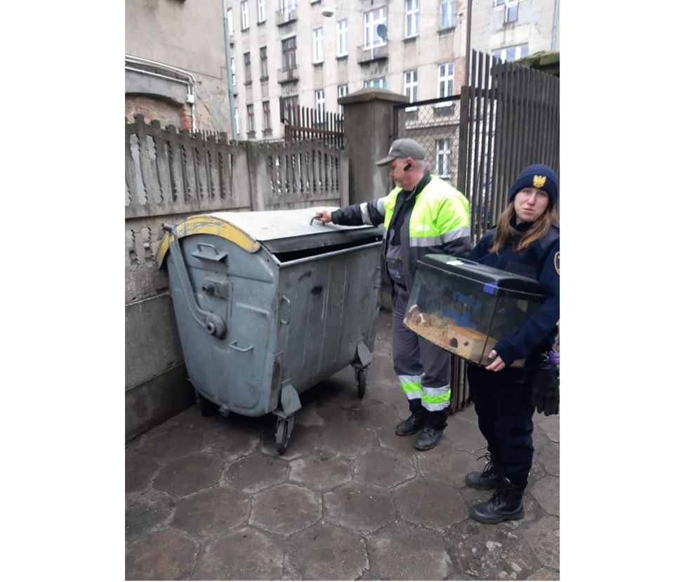 Chcieli wywieźć śmieci, znaleźli... CHOMIKA W AKWARIUM! Wezwano Animal Patrol
