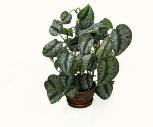 Scindapsus pstry