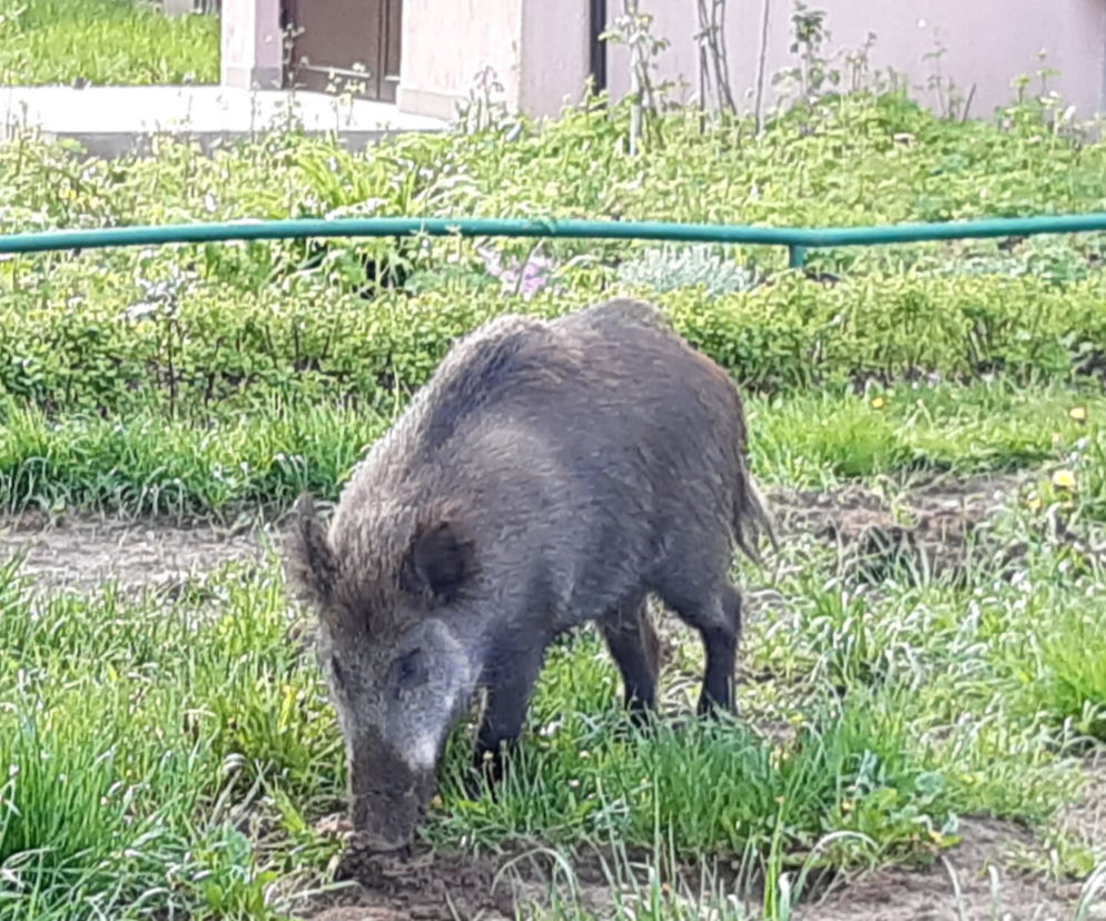 Dziki w Olsztynie