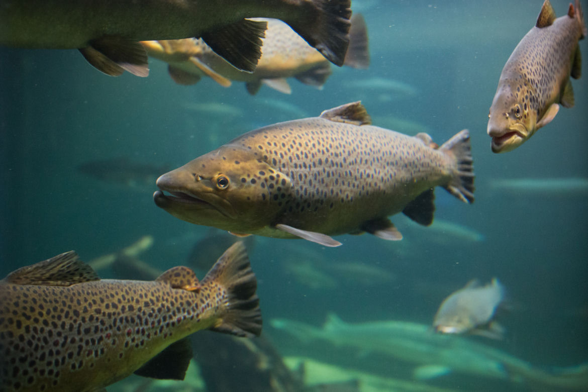 Łosoś  (Salmon)