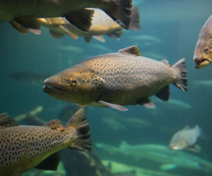 Łosoś  (Salmon)
