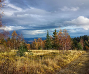 Te niezwykłe ptaki właśnie wracają do Polski. Największe zagęszczenie orlików krzykliwych występuje na Podkarpaciu 