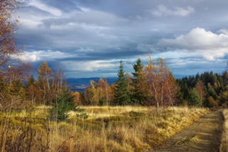 Te niezwykłe ptaki właśnie wracają do Polski. Największe zagęszczenie orlików krzykliwych występuje na Podkarpaciu 