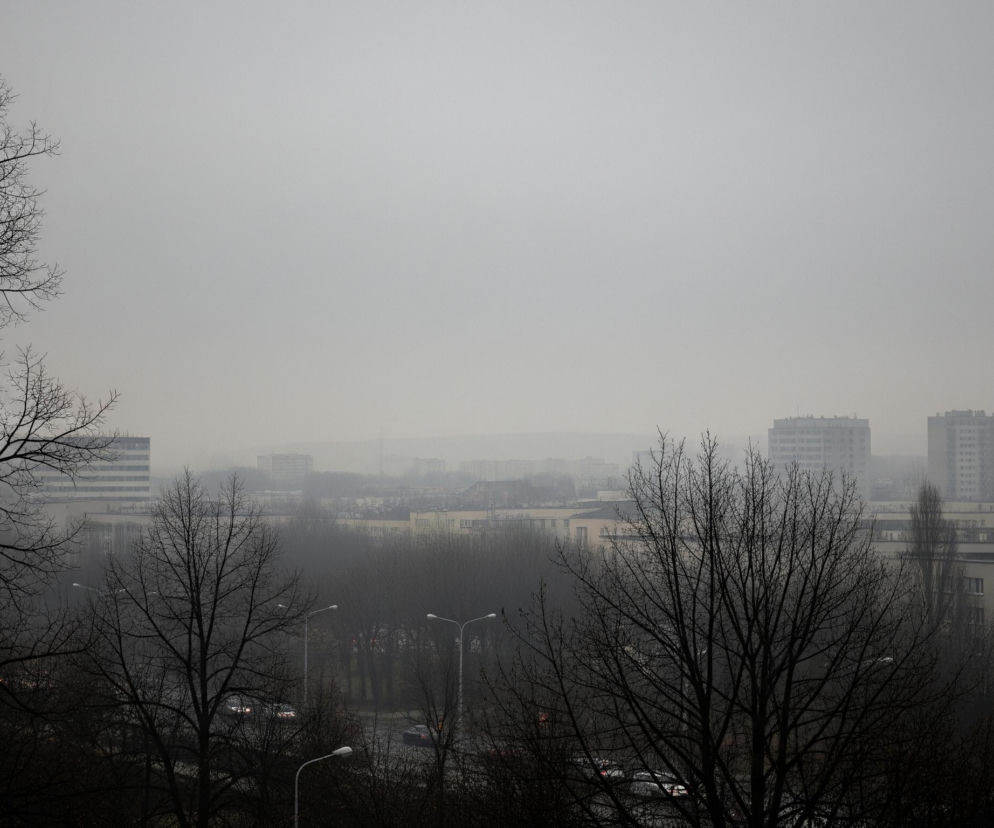 Rozległy miejski krajobraz spowity jest gęstą, szarą mgłą, która wypełnia całe niebo, nadając scenie ponury, zimowy charakter. Na pierwszym planie, po lewej stronie, dominuje duża, rozgałęziona korona drzewa bez liści, której ciemne konary i gałęzie ostro odcinają się od jasnego, zamglonego tła. Poniżej, w centrum i po prawej stronie, widać kolejne drzewa o nagich konarach, które tworzą ciemną, rozmazaną plamę.

Pomiędzy drzewami prześwituje fragment ulicy z pojedynczymi samochodami i latarniami ulicznymi, których białe oprawy kontrastują z otoczeniem. W dalszej perspektywie, w głębi mgły, rysują się kontury licznych budynków mieszkalnych o prostych, geometrycznych formach i jasnych fasadach, zlewających się z mglistym horyzontem.