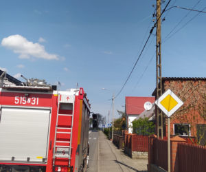 Szop pracz na latarni