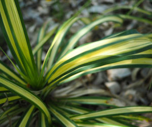Turzyca japońska 'Evergold'