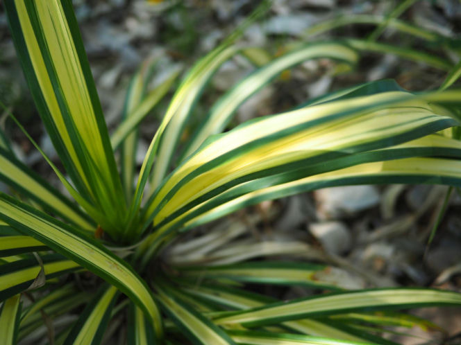 Turzyca japońska 'Evergold'