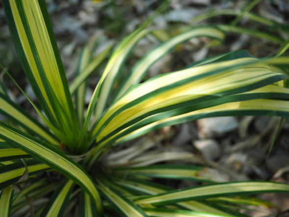Turzyca japońska 'Evergold'