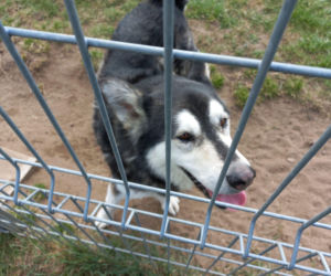 Przybyło psów w schronisku w Henrykowie koło Leszna. Ilość zatrważająca