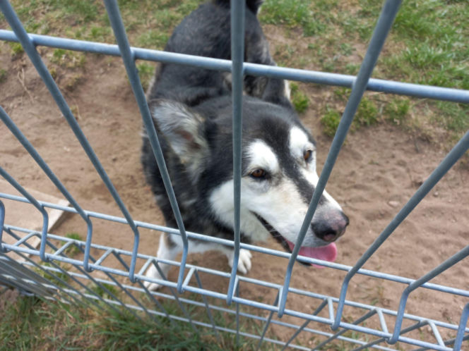 Przybyło psów w schronisku w Henrykowie koło Leszna. "Ilość zatrważająca"