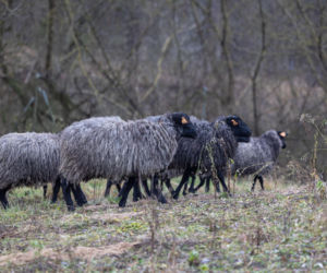 Nie lekarz, nie tabletki – owce! Niezwykła terapia spod Poznania