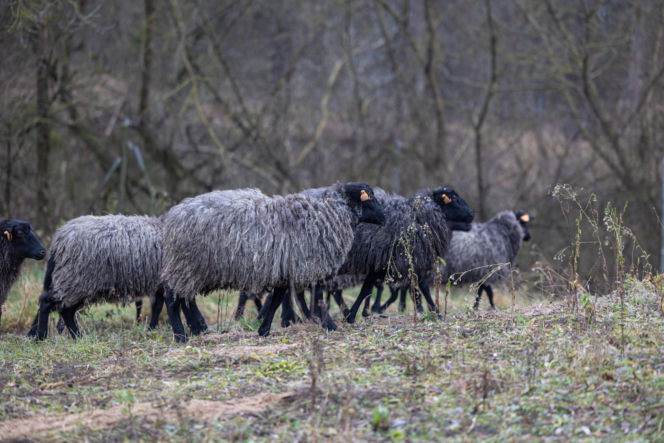 Nie lekarz, nie tabletki – owce! Niezwykła terapia spod Poznania
