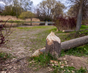 Bobrowe tamy na Potoku Służewieckim w Warszawie