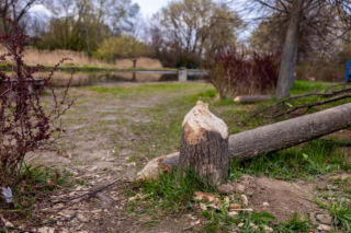 Bobrowe tamy na Potoku Służewieckim w Warszawie
