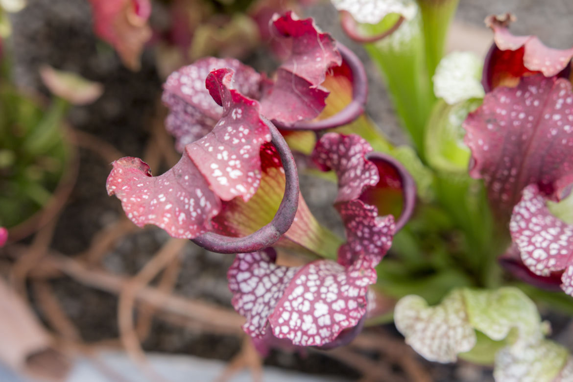 Wystawa Roślin Owadożernych w Ogrodzie Botanicznym