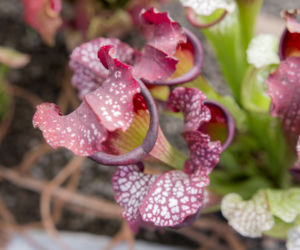 Wystawa Roślin Owadożernych w Ogrodzie Botanicznym