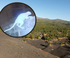 Pułapki przy granicy uchwyciły tajemniczą białą postać. Badacz UFO mówi o drapieżniku z innego wymiaru