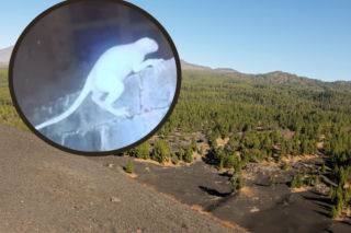 Pułapki przy granicy uchwyciły tajemniczą białą postać. Badacz UFO mówi o drapieżniku z innego wymiaru