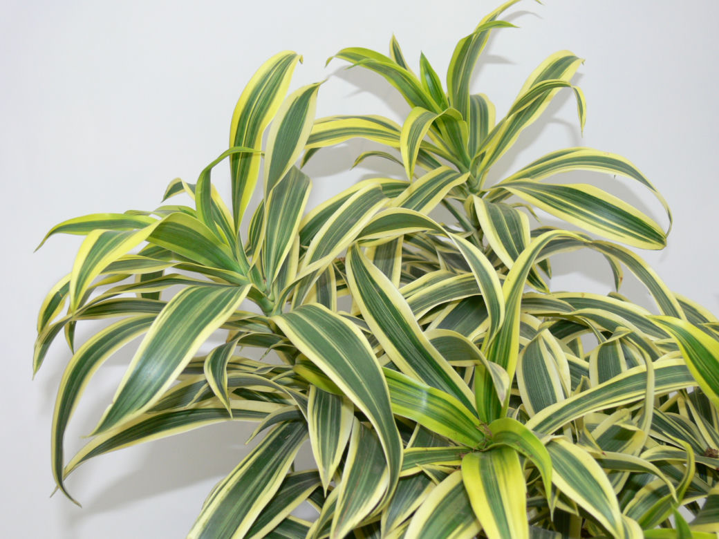 Dracena odwrócona