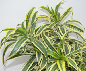 Dracena odwrócona