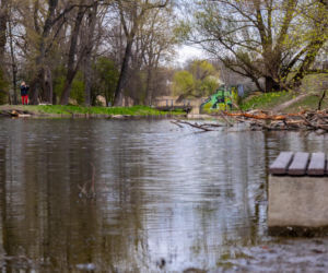 Bobrowe tamy na Potoku Służewieckim w Warszawie