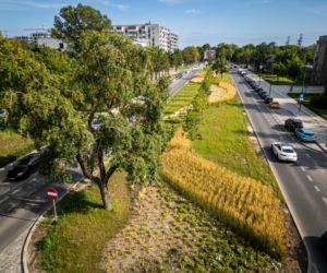 „Ale się wyciągnęła!”. Sprawdzamy, jak wygląda zasadzona w zeszłym roku miejska zieleń - ZDM Warszawa