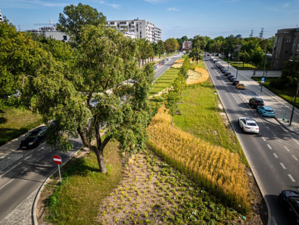 „Ale się wyciągnęła!”. Sprawdzamy, jak wygląda zasadzona w zeszłym roku miejska zieleń - ZDM Warszawa