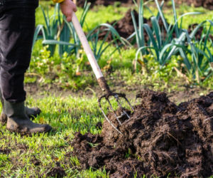 Jak poprawić jakość gleby w ogrodzie po zakończeniu sezonu? Zrób to przed zimą!