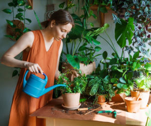 Polaku, tych kwiatów nie stawiaj na parapecie, ani latem, ani zimą! 