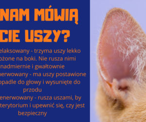 Słownik mowy kociej. Czyli co powienien wiedzieć każdy właścicel kota!