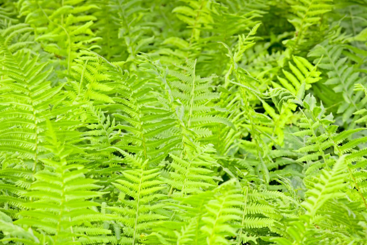 Paprocie ogrodowe