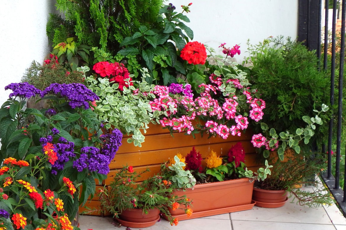 Kompozycja kwiatowa na balkon