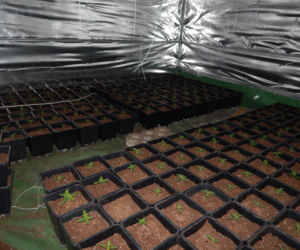 Dwie duże plantacje marihuany zlikwidowane w kujawsko-pomorskiem [ZDJĘCIA]