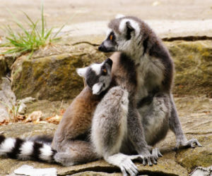 12 Łódzkie Zoo to obowiązkowy punkt dla całych rodzin