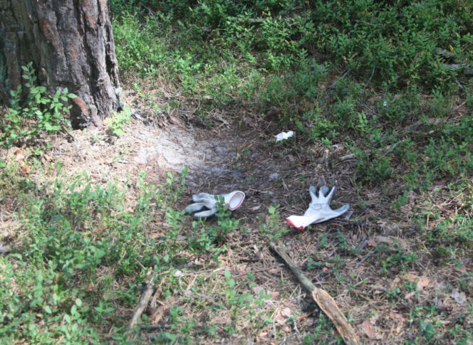 Tragedia podczas wycinki drzew. Olbrzymi konar zmiażdżył Pawła w lesie