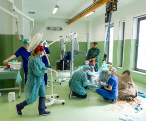 operacja wielbłądzicy