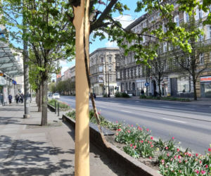 Uszkodzone drzewo przy ul. Krzywoustego w Szczecinie