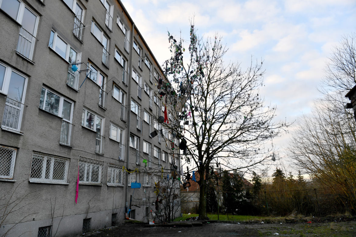Szczecin: Drzewo śmietnik