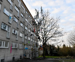 Szczecin: Drzewo śmietnik