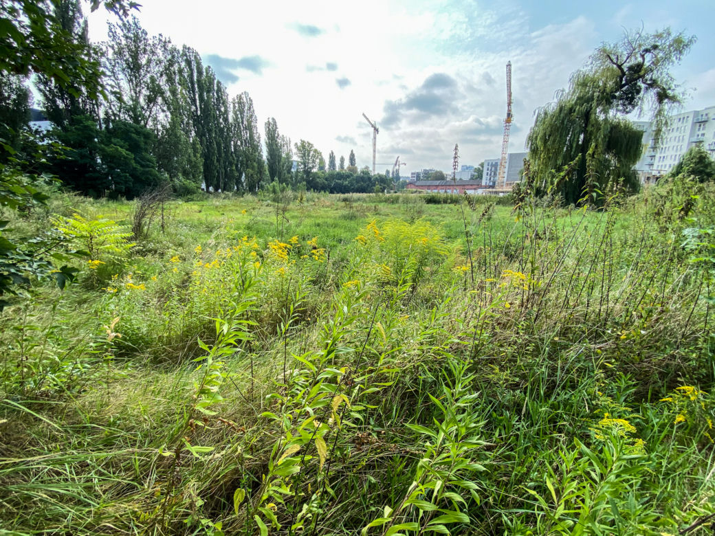 We Wrocławiu powstanie nowy park i szkoła