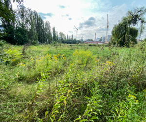 We Wrocławiu powstanie nowy park i szkoła