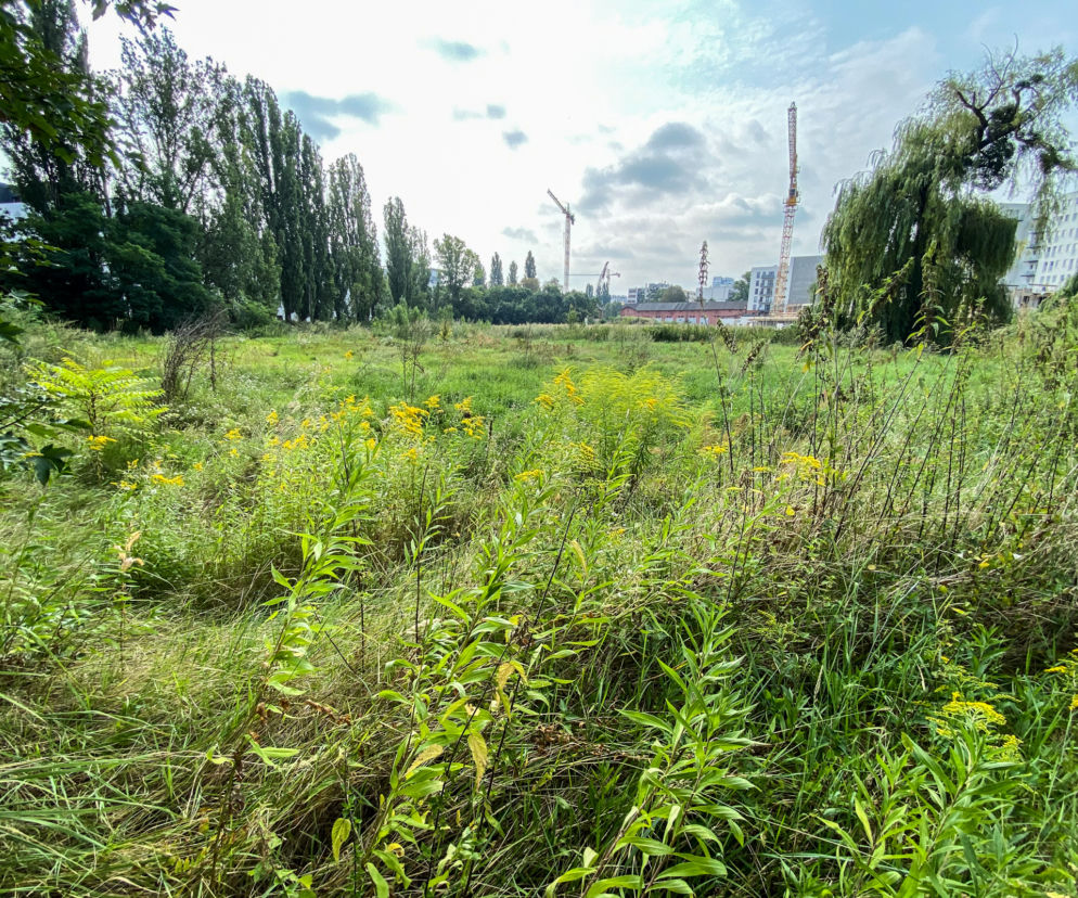 We Wrocławiu powstanie nowy park i szkoła