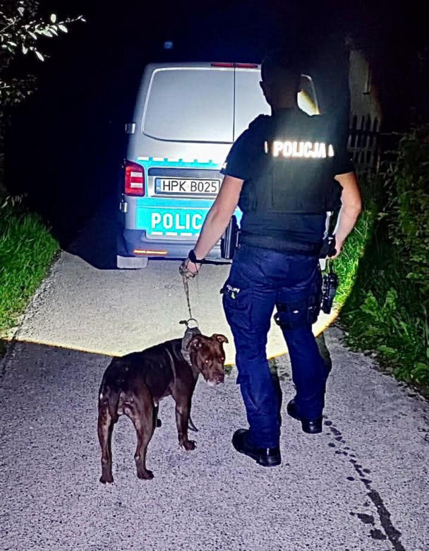  ZŁodzieje ukradli pitbulla.