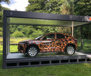 Jaguar w gdańskim zoo [ZDJĘCIA]