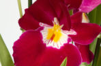 Miltonia