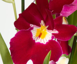 Miltonia