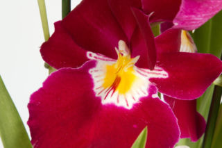 Miltonia