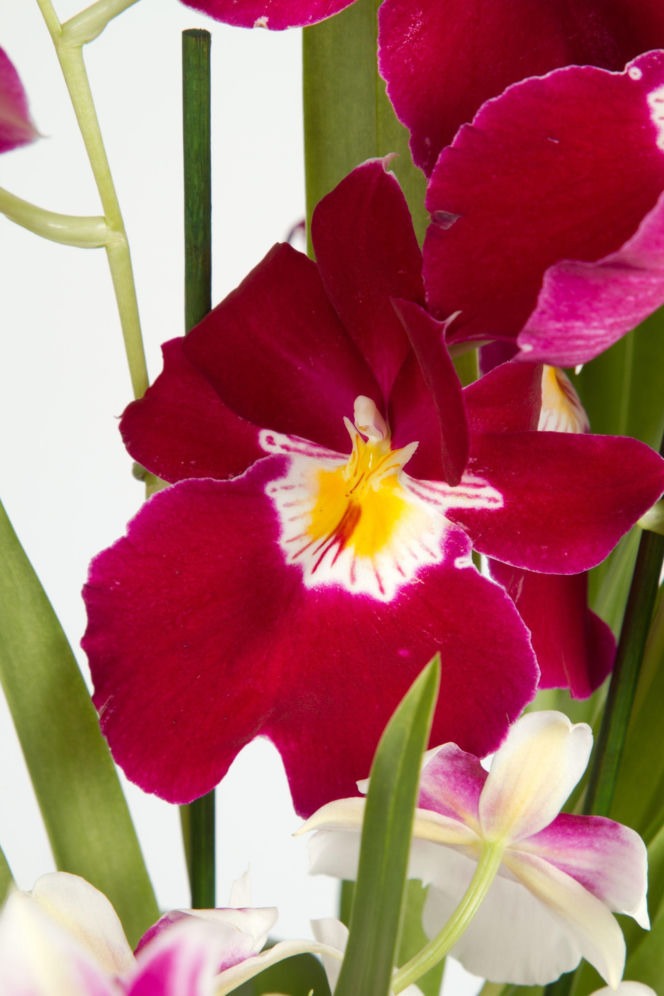 Miltonia