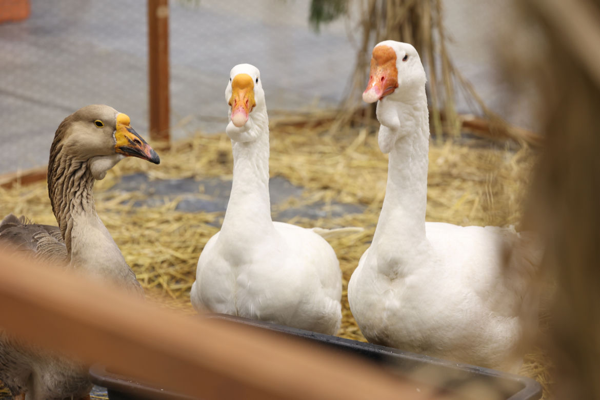 ZooPark 2023 w Lublinie przyciągnął tłumy!